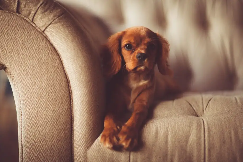 Hausbesuche vom Schanzenhund zur Fellpfleg auf dem Sofa zuhause.