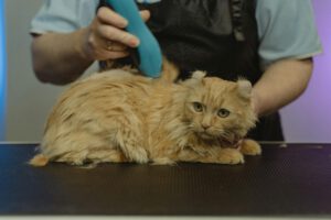 A Cat having a Haircut