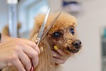 dog, grooming, nature, pet, purebred, fur, animal, groomer, haircut, puppy, care, mammal