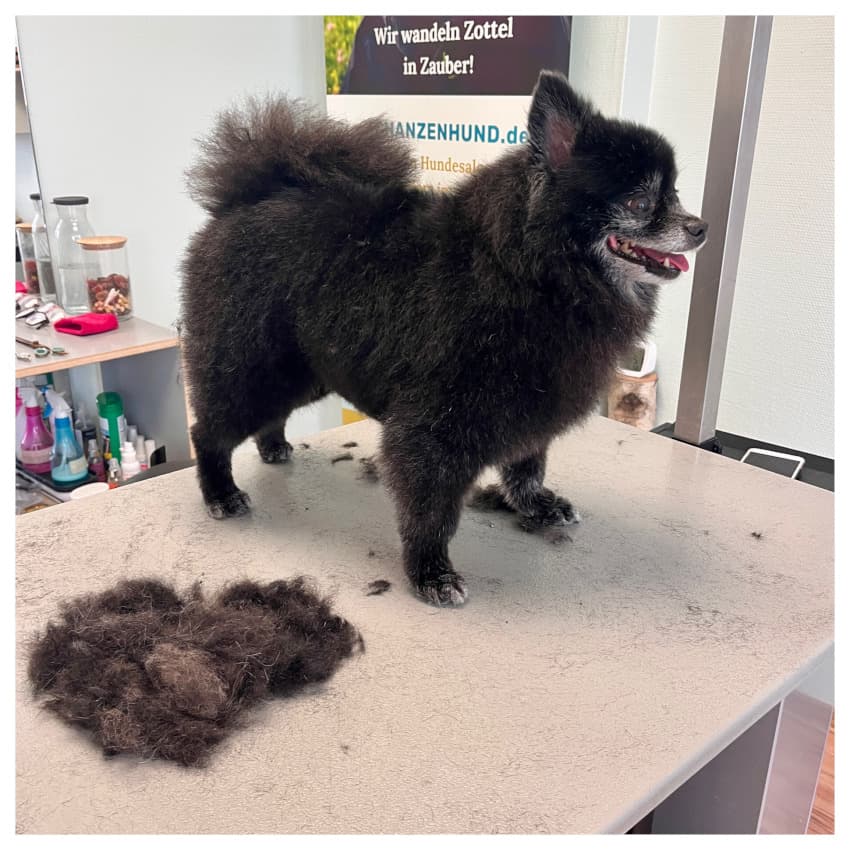 Schanzenhund_03_Eimsbusch_Bürste_Deluxe
